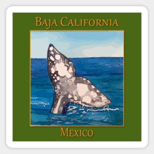 Whale Tail in Baja California Mexico Sticker